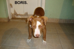 BORIS